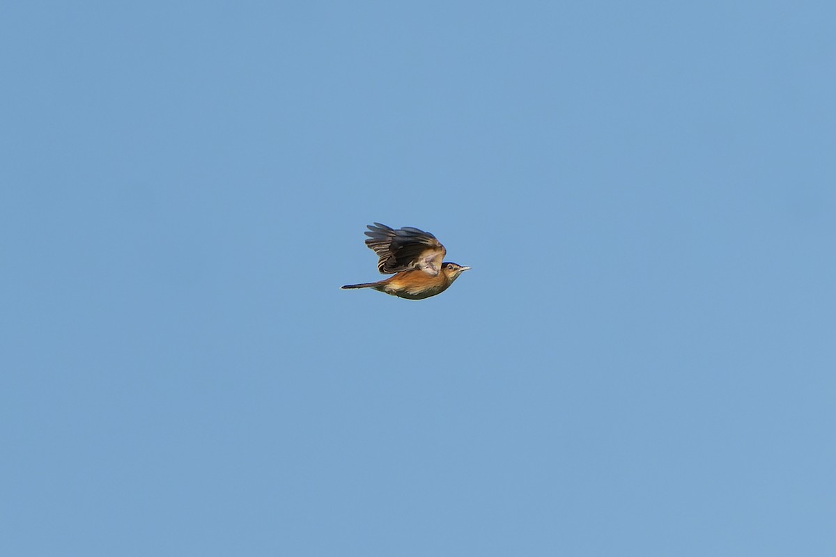 Dambo Cisticola - ML647420336