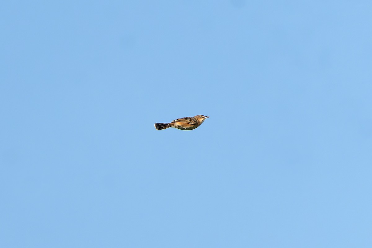 Dambo Cisticola - ML647420338