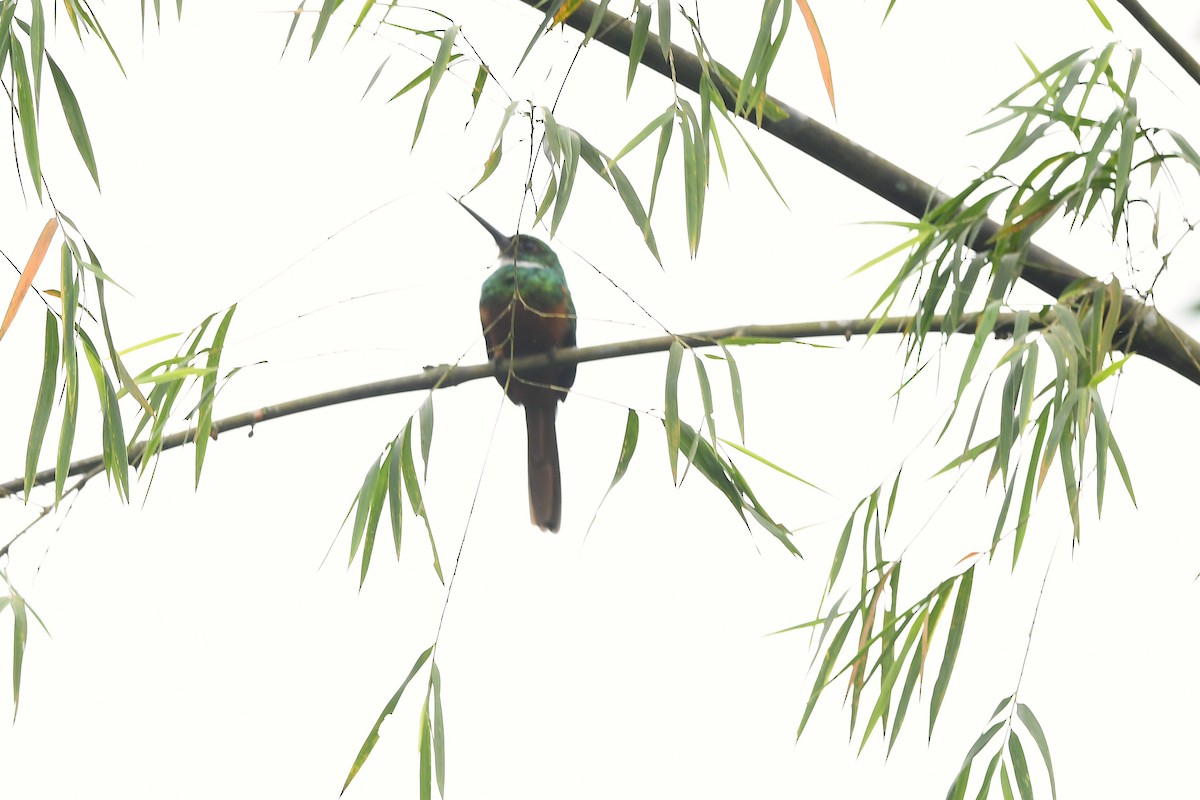 Rufous-tailed Jacamar - ML647420342