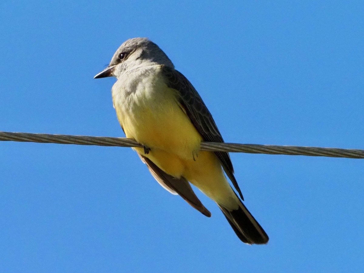 Западный тиранн - ML647420346