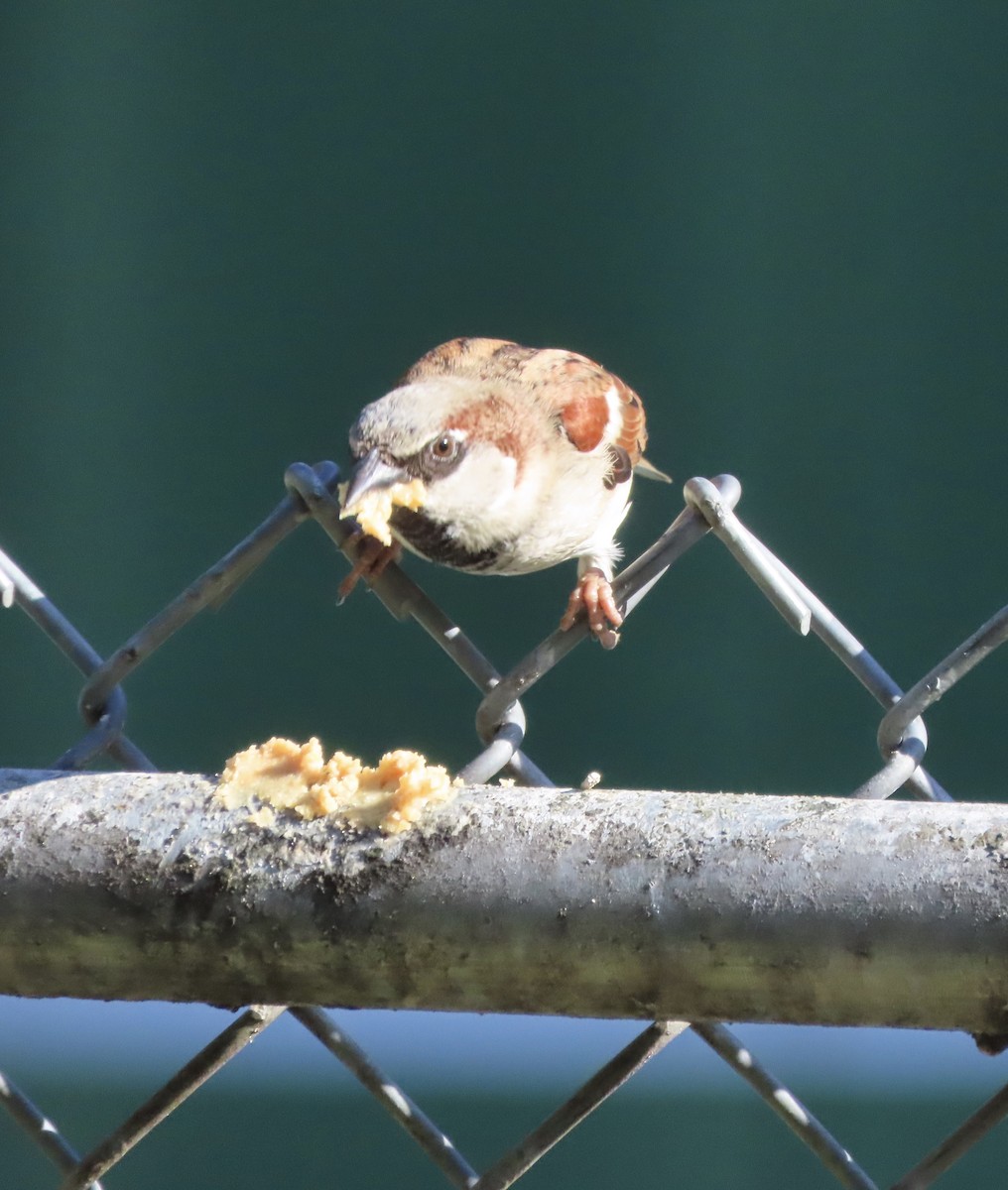 Gorrión Común - ML647420370