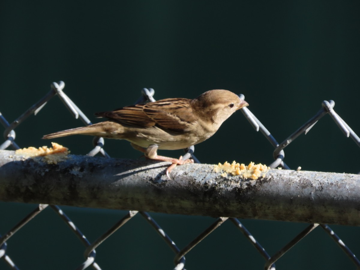 Gorrión Común - ML647420372