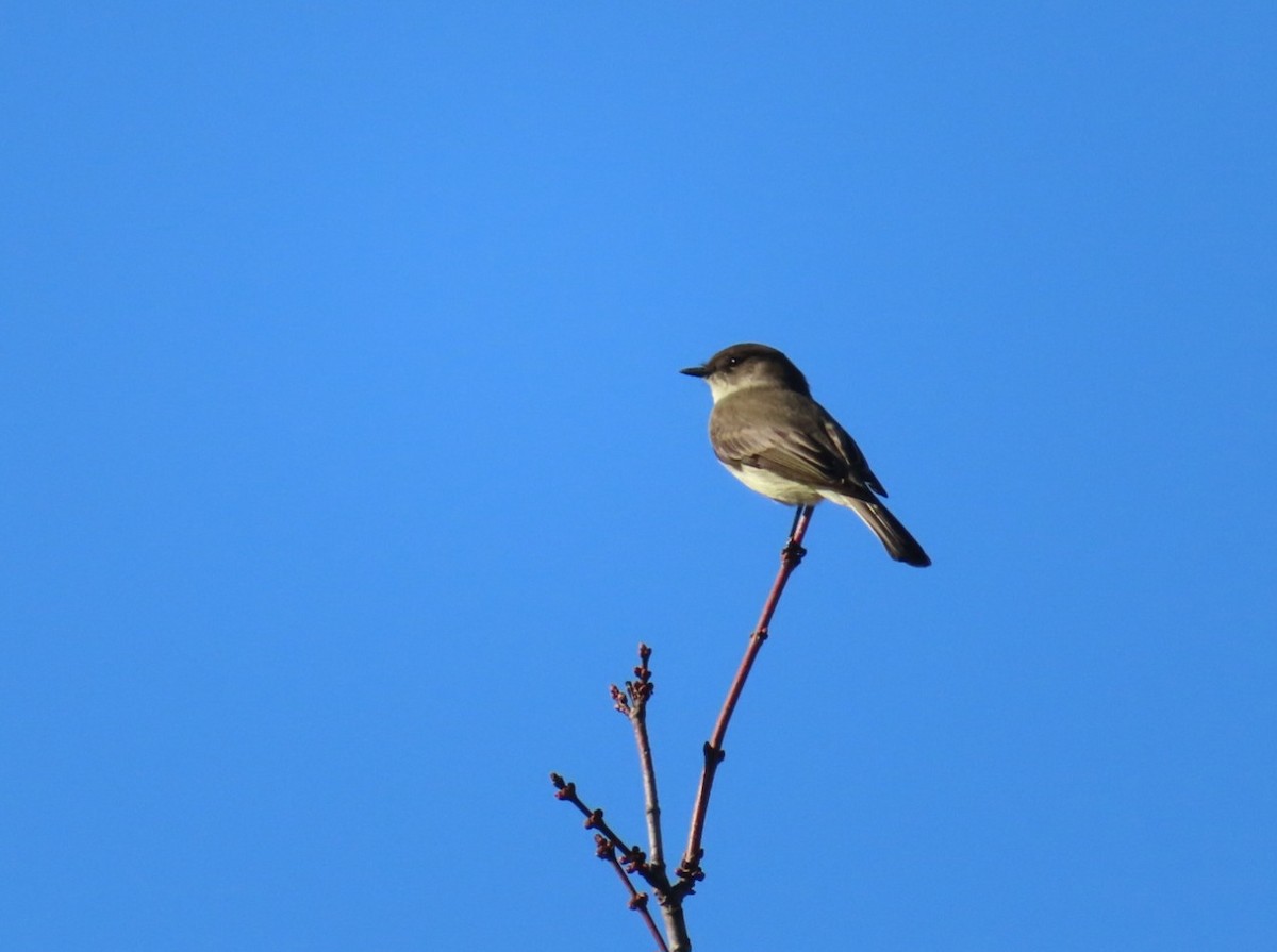 Eastern Phoebe - ML647420376