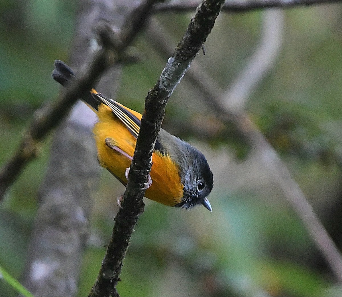 Golden-breasted Fulvetta - ML647420377