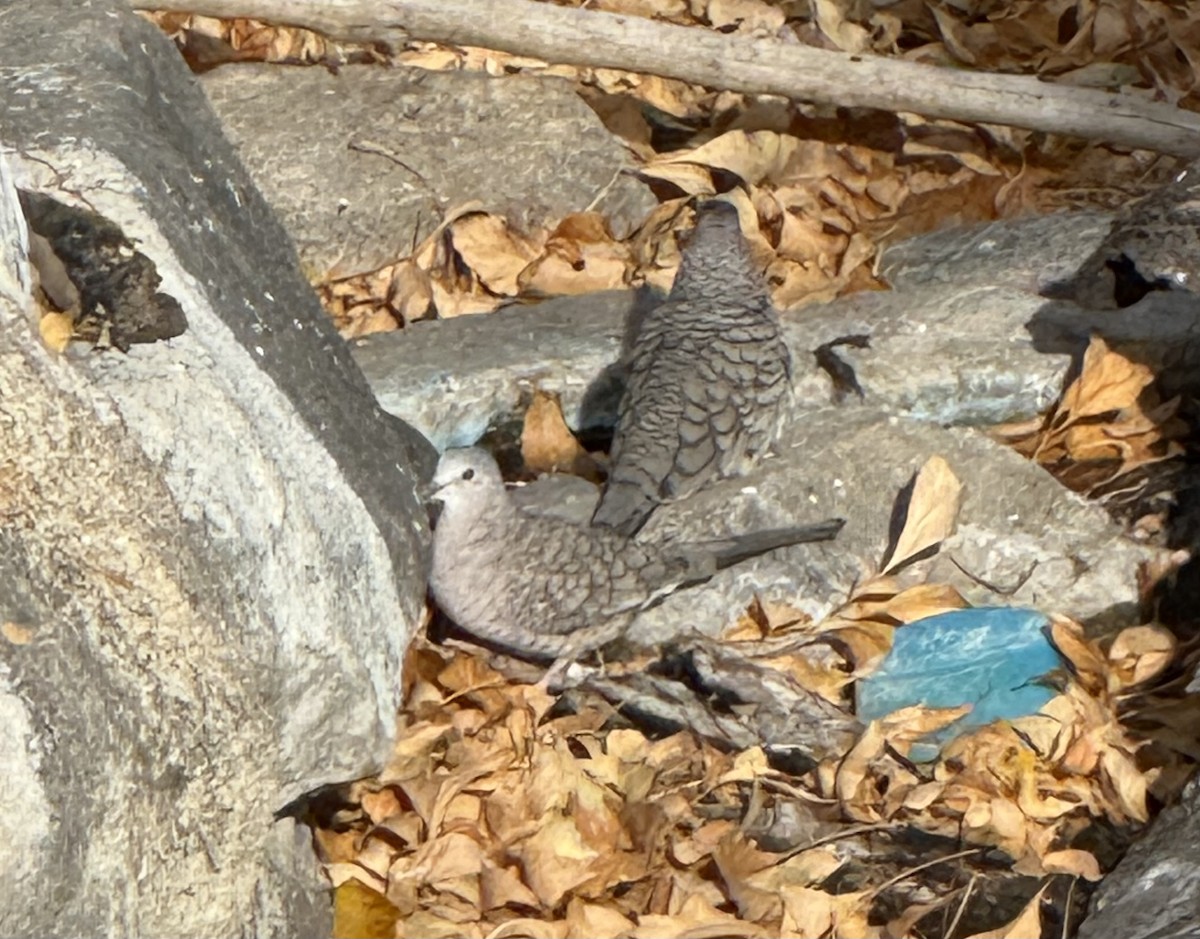 Inca Dove - ML647420379