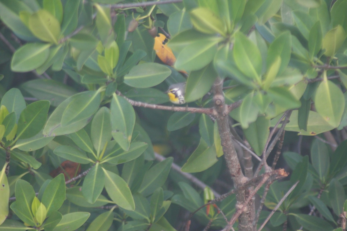 Paruline à gorge jaune - ML647420384