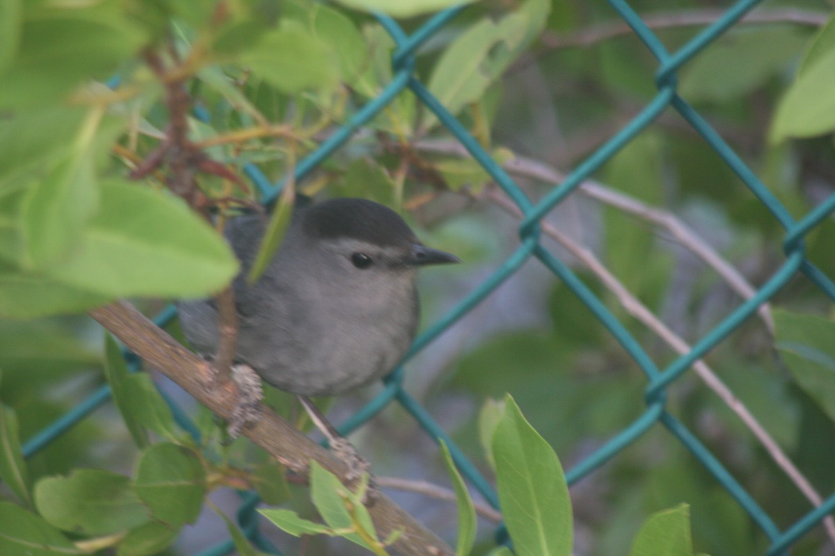 Пересмішник сірий - ML647420391