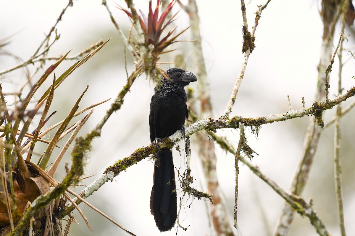 Groove-billed Ani - ML647420392