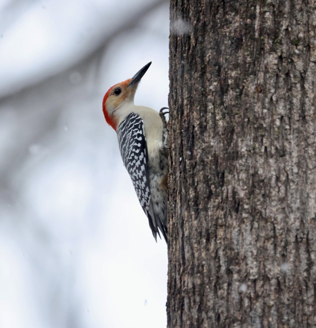 Red-bellied Woodpecker - ML647420399
