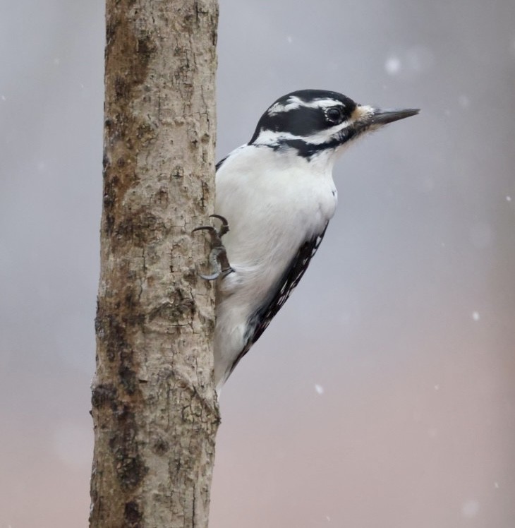 Hairy Woodpecker - ML647420420