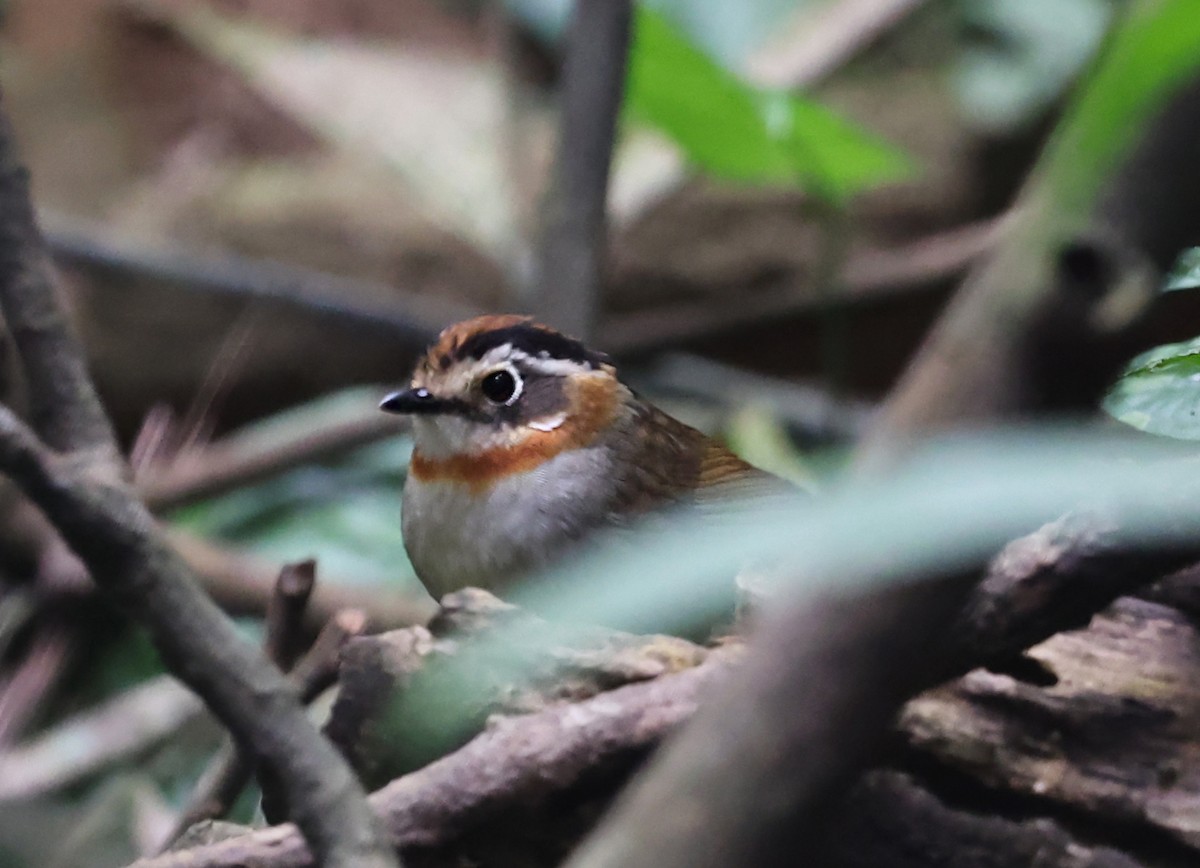 Rufous-throated Fulvetta - ML647420424