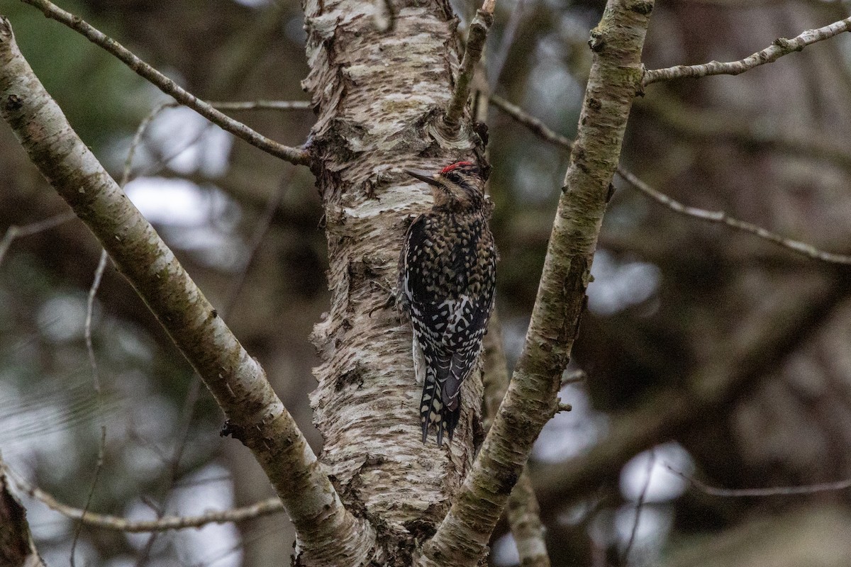 kanadasevjespett - ML647420428