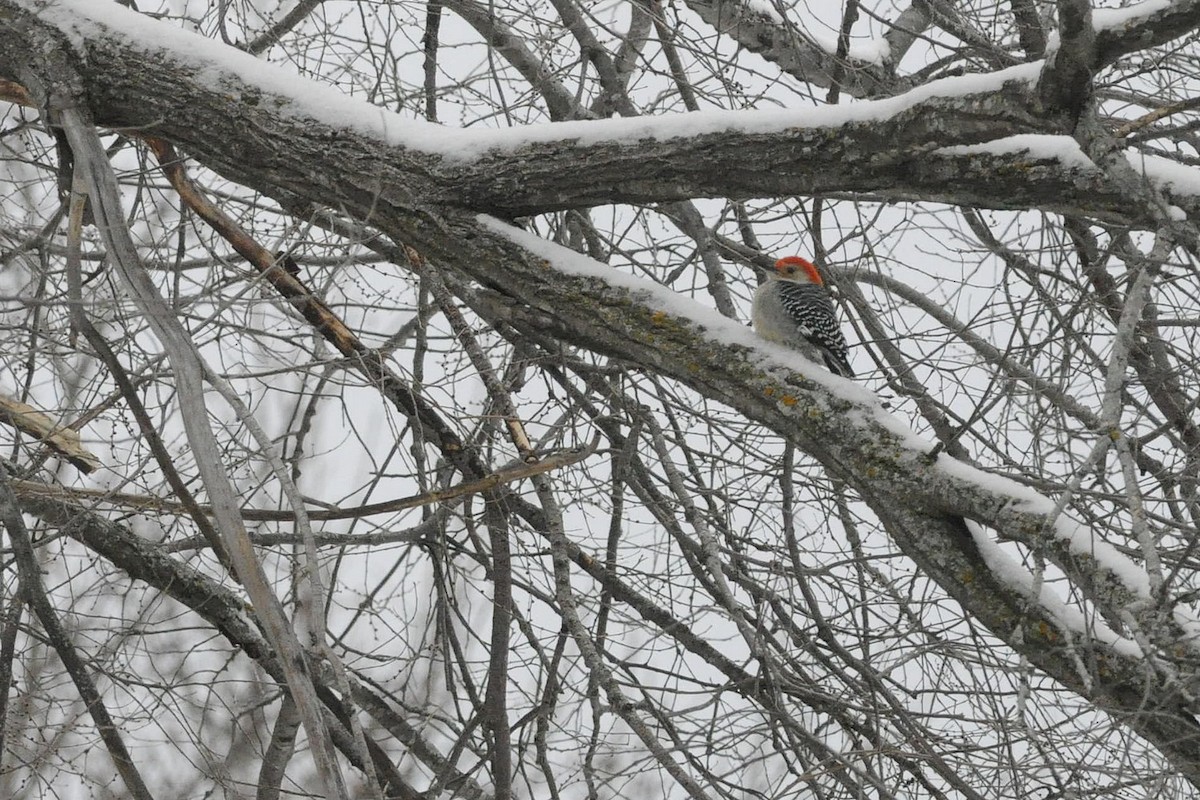 Red-bellied Woodpecker - ML647420431