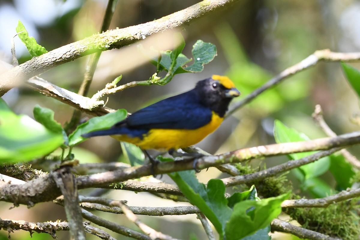 Orange-bellied Euphonia - ML647420459