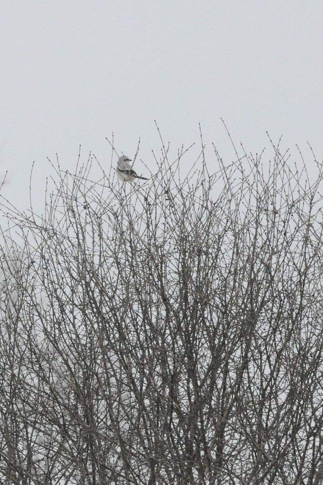 Northern Shrike - ML647420460