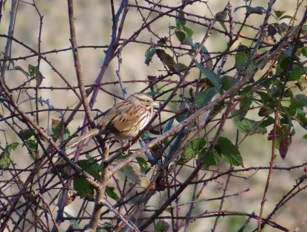 Song Sparrow - ML647420465