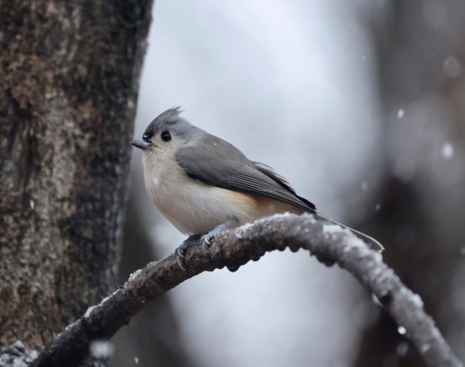 Tufted Titmouse - ML647420467