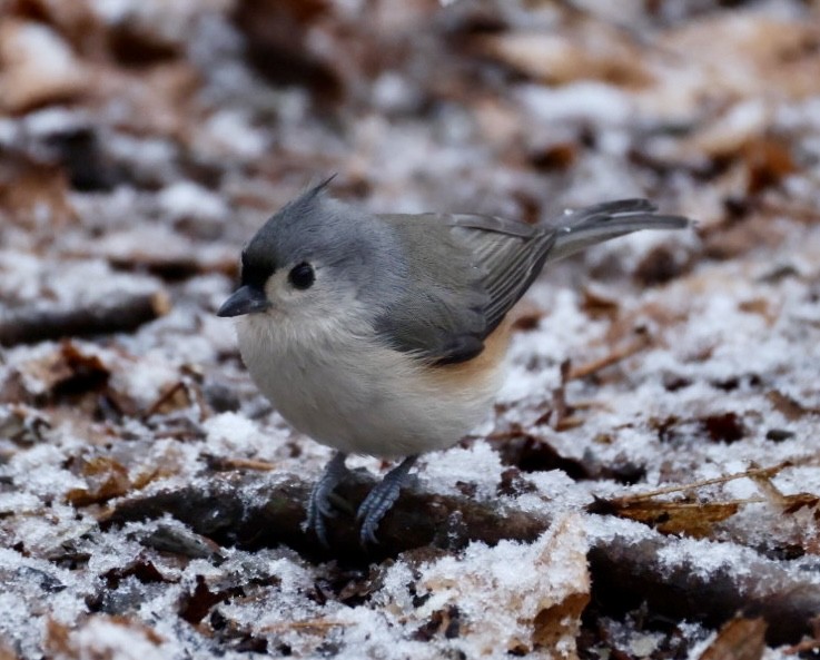 Tufted Titmouse - ML647420468