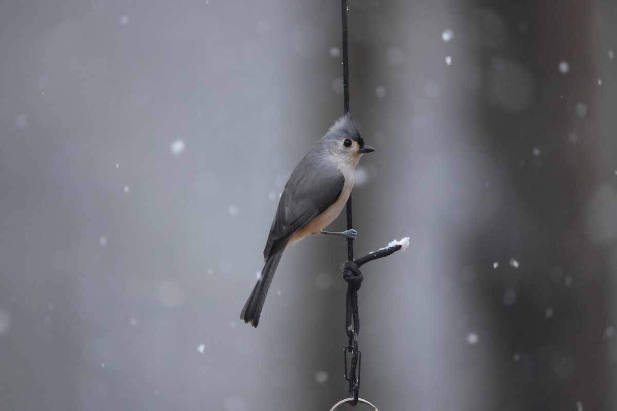 Tufted Titmouse - ML647420469
