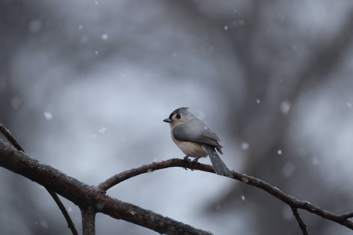 Tufted Titmouse - ML647420470