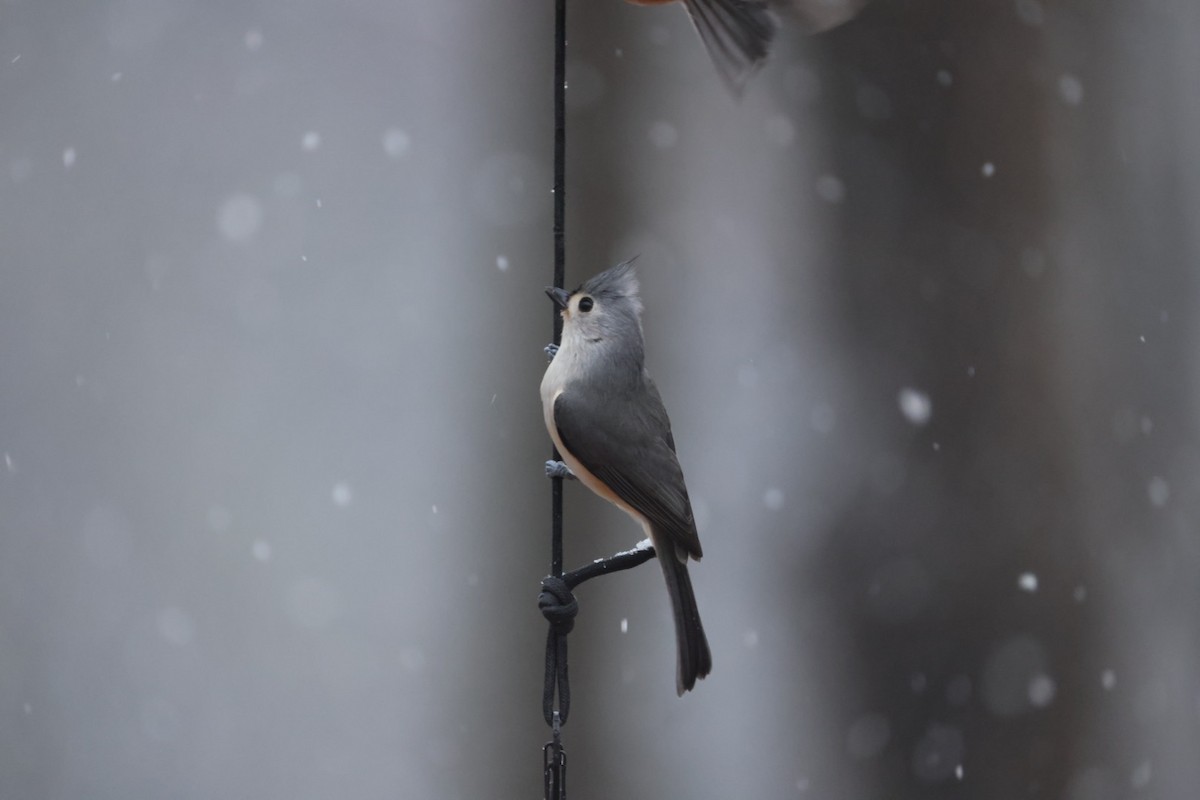Tufted Titmouse - ML647420471