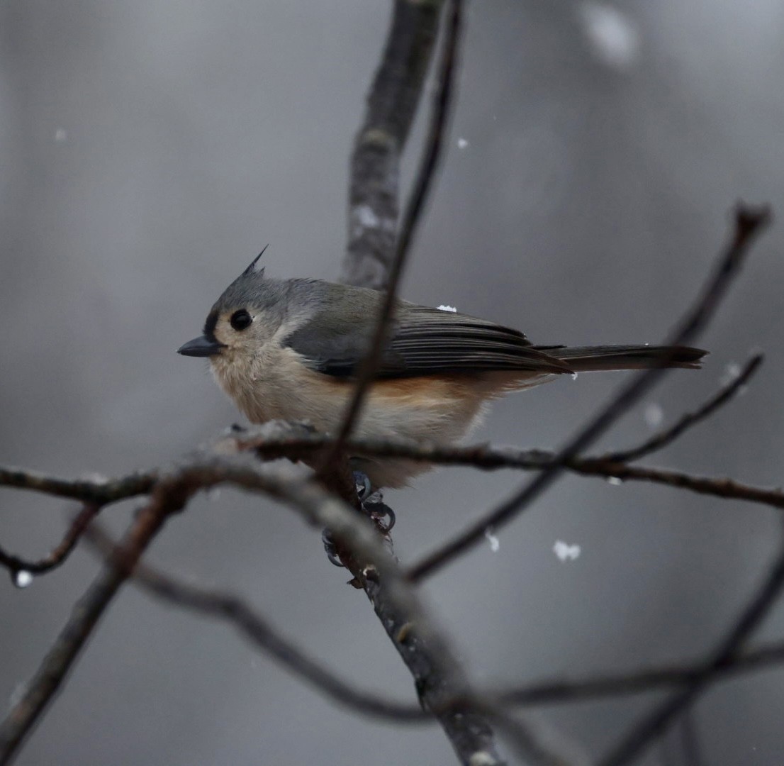 Tufted Titmouse - ML647420472