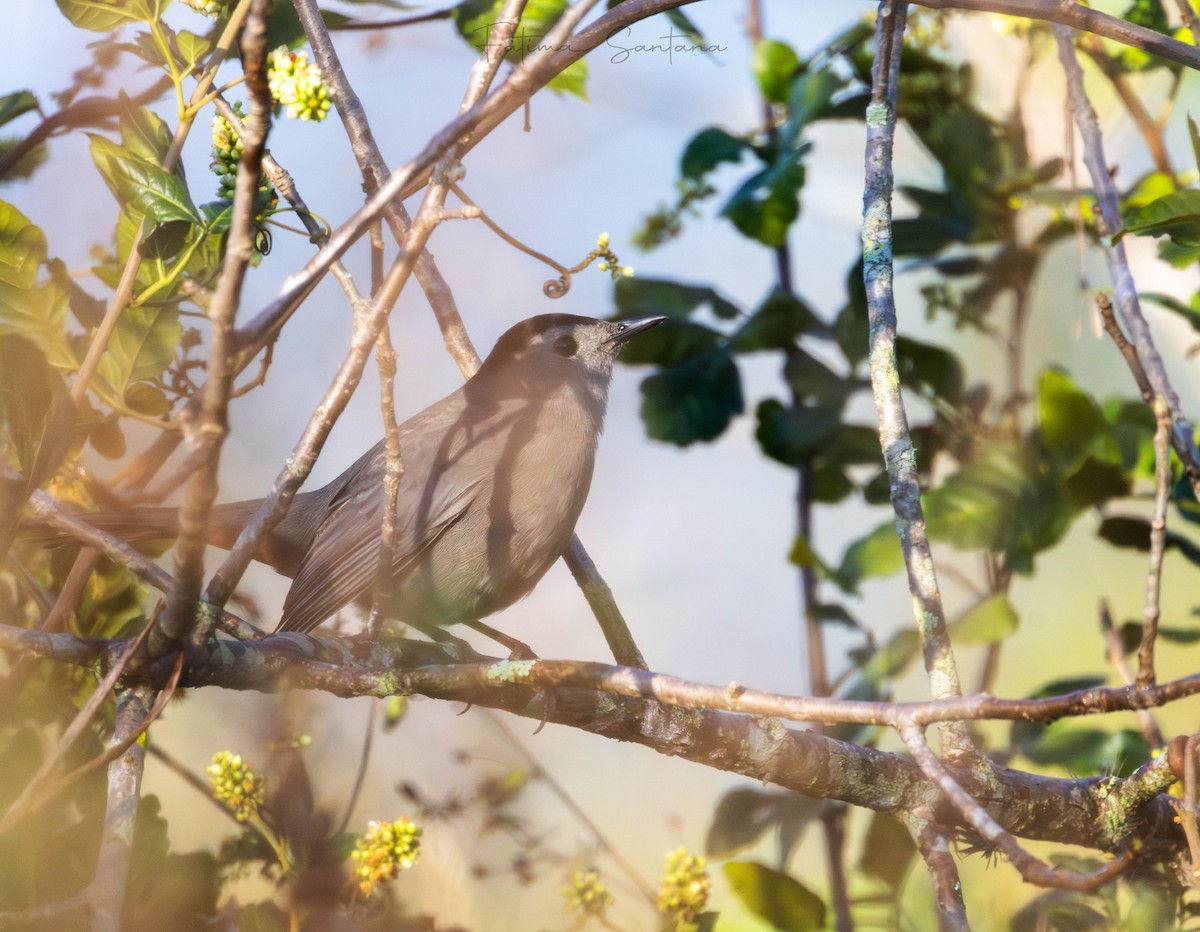 Пересмішник сірий - ML647420481
