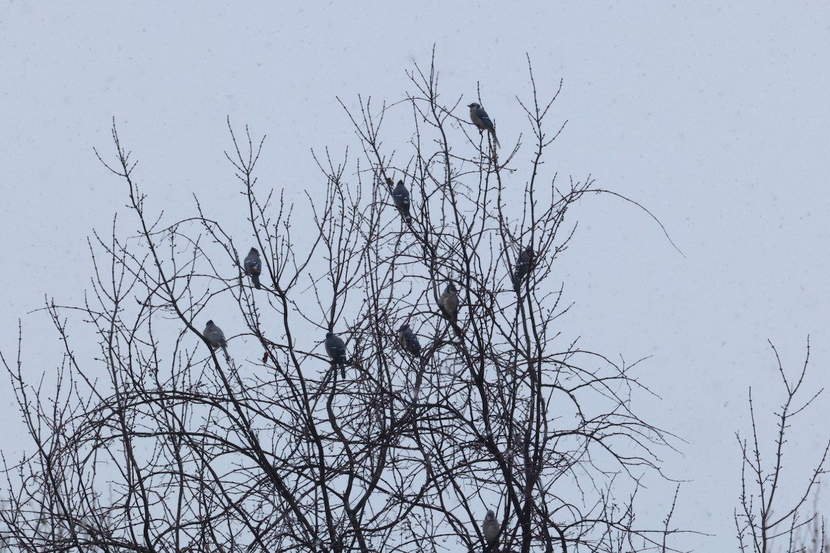 Blue Jay - ML647420482