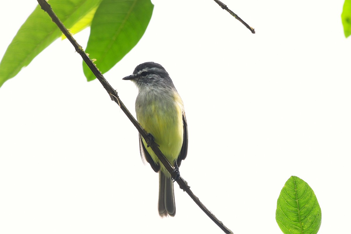 Sooty-headed Tyrannulet - ML647420493