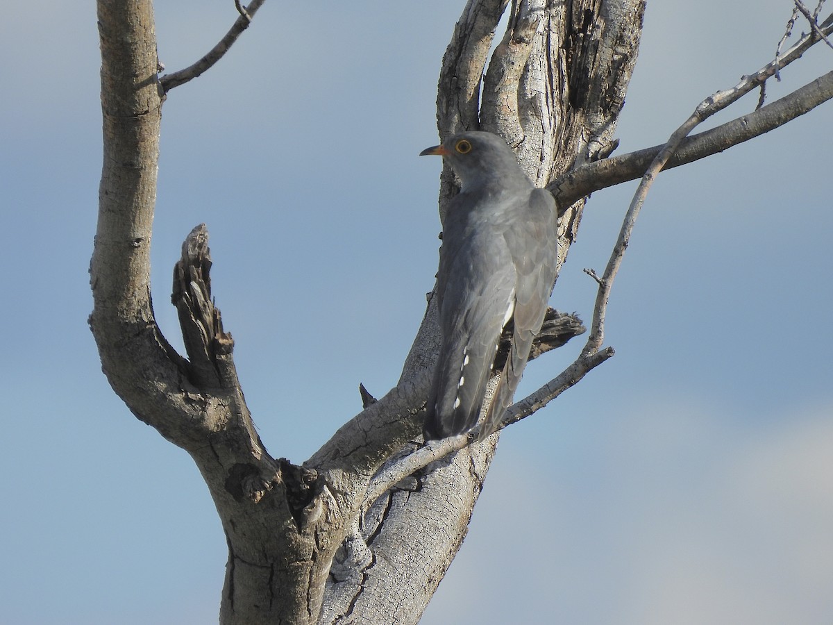 Зозуля саванова - ML647420499