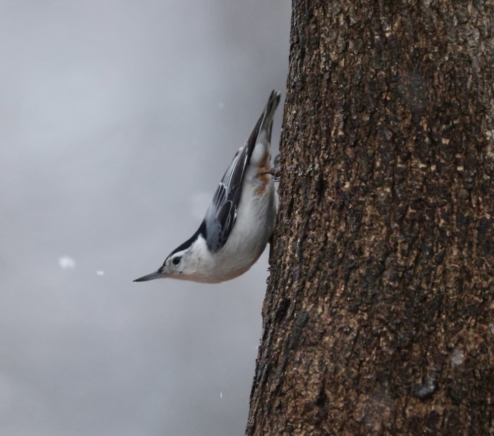 Weißbrustkleiber - ML647420510