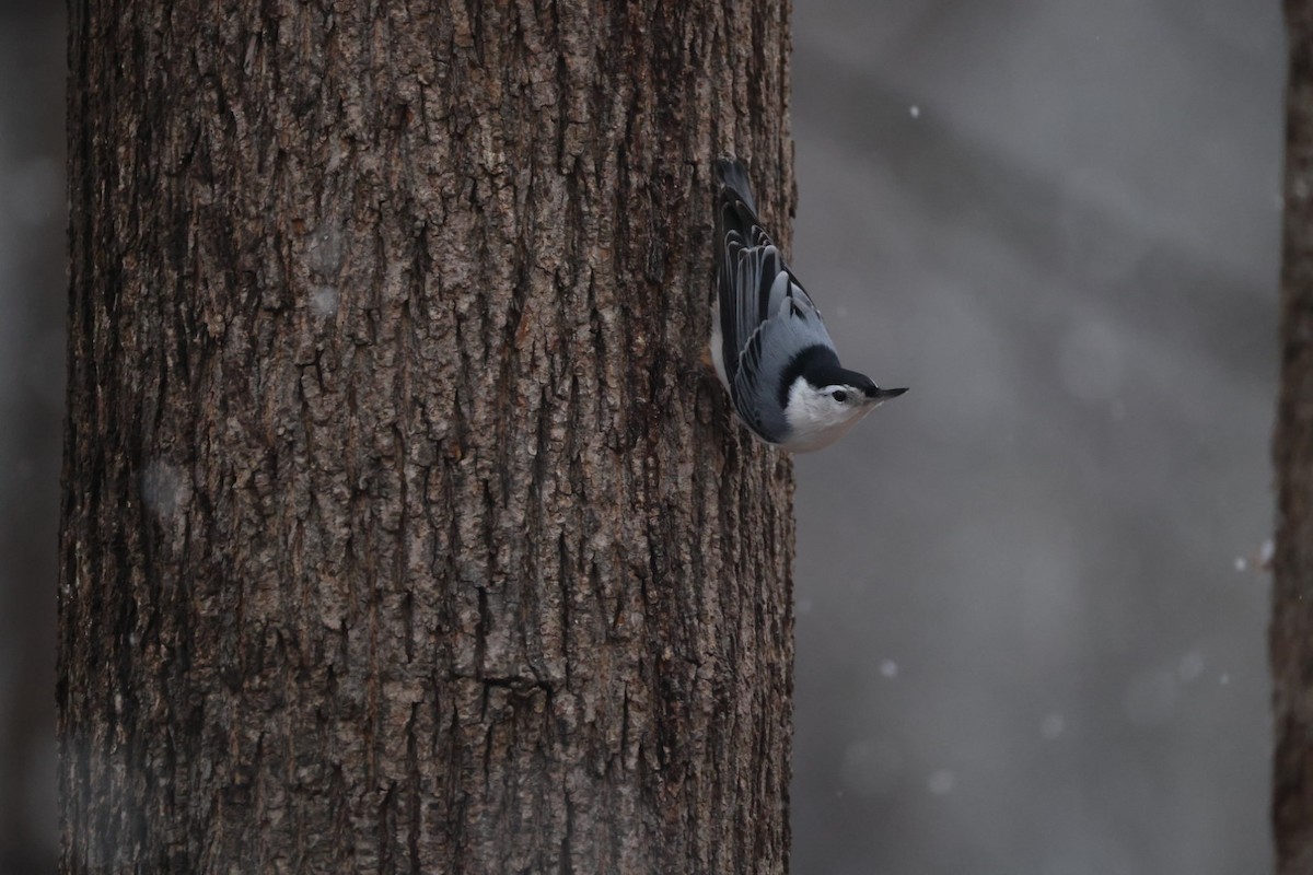 Weißbrustkleiber - ML647420511