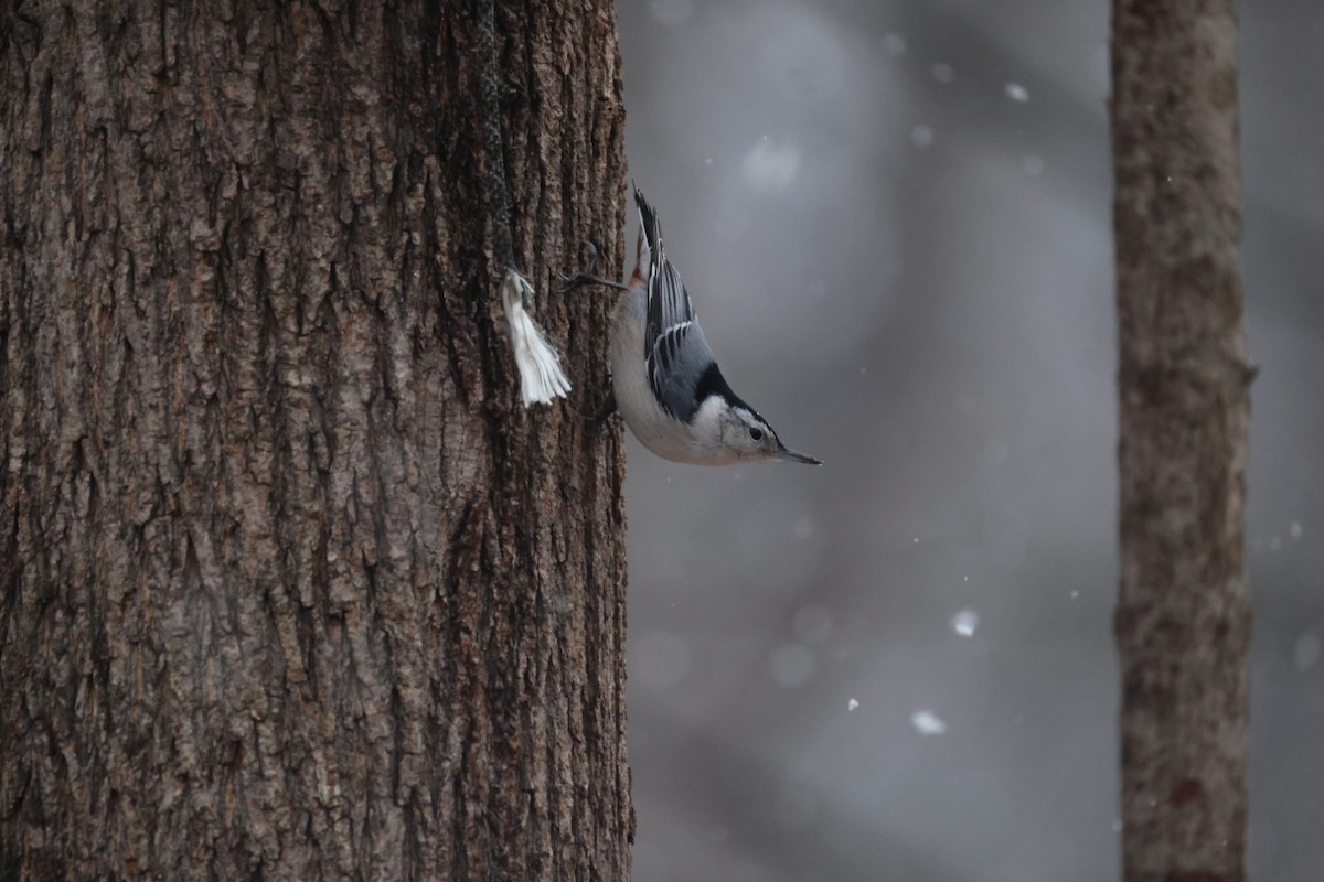 Weißbrustkleiber - ML647420512