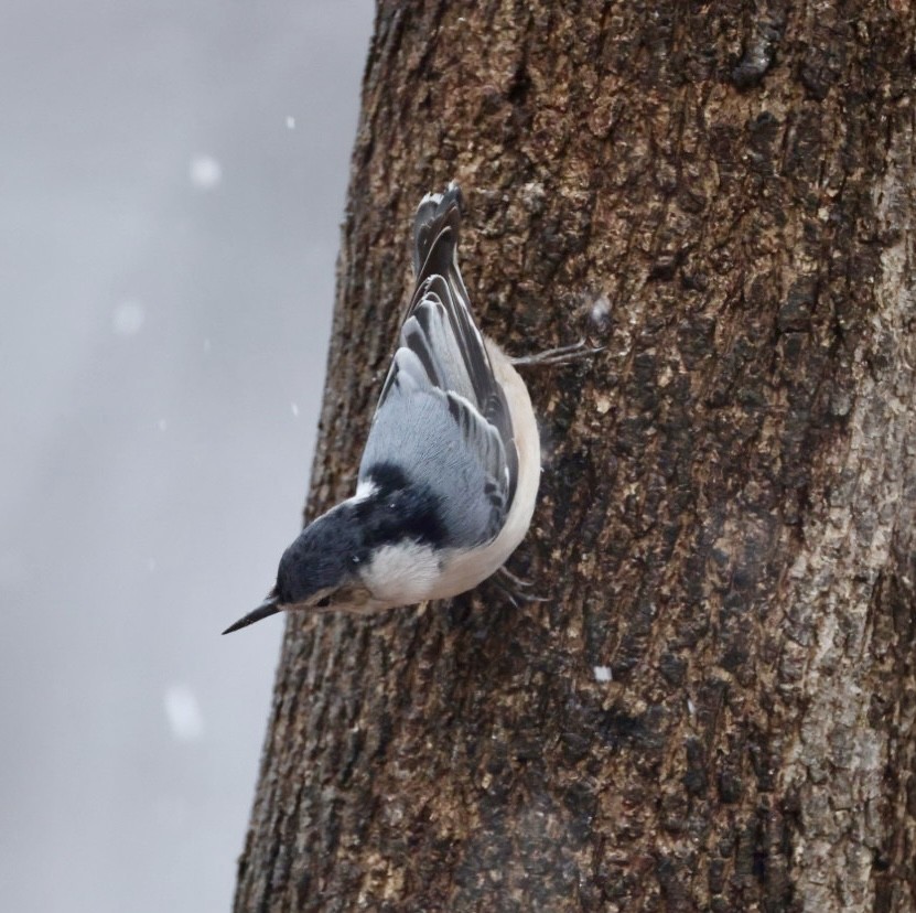 Weißbrustkleiber - ML647420513