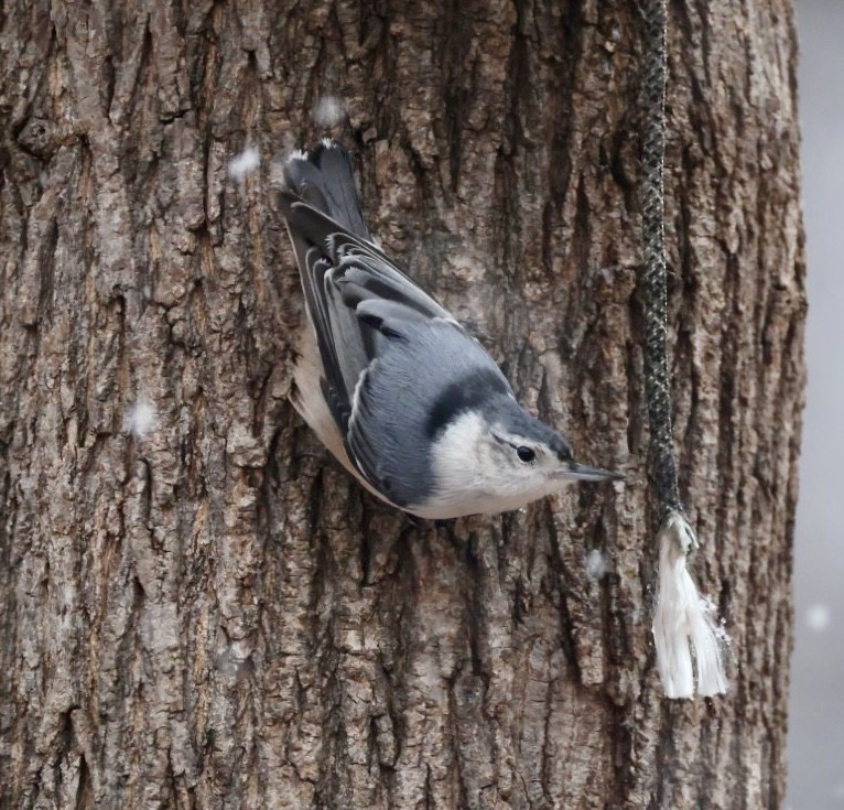 Weißbrustkleiber - ML647420514