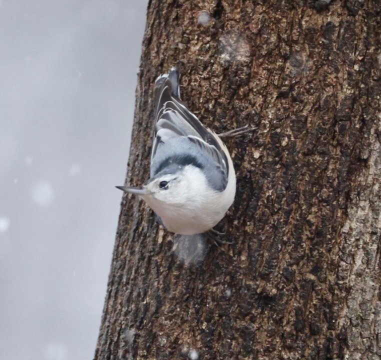 Weißbrustkleiber - ML647420515