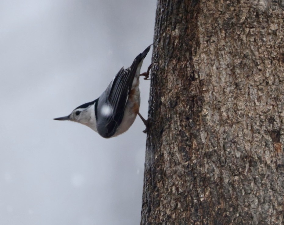 Weißbrustkleiber - ML647420516