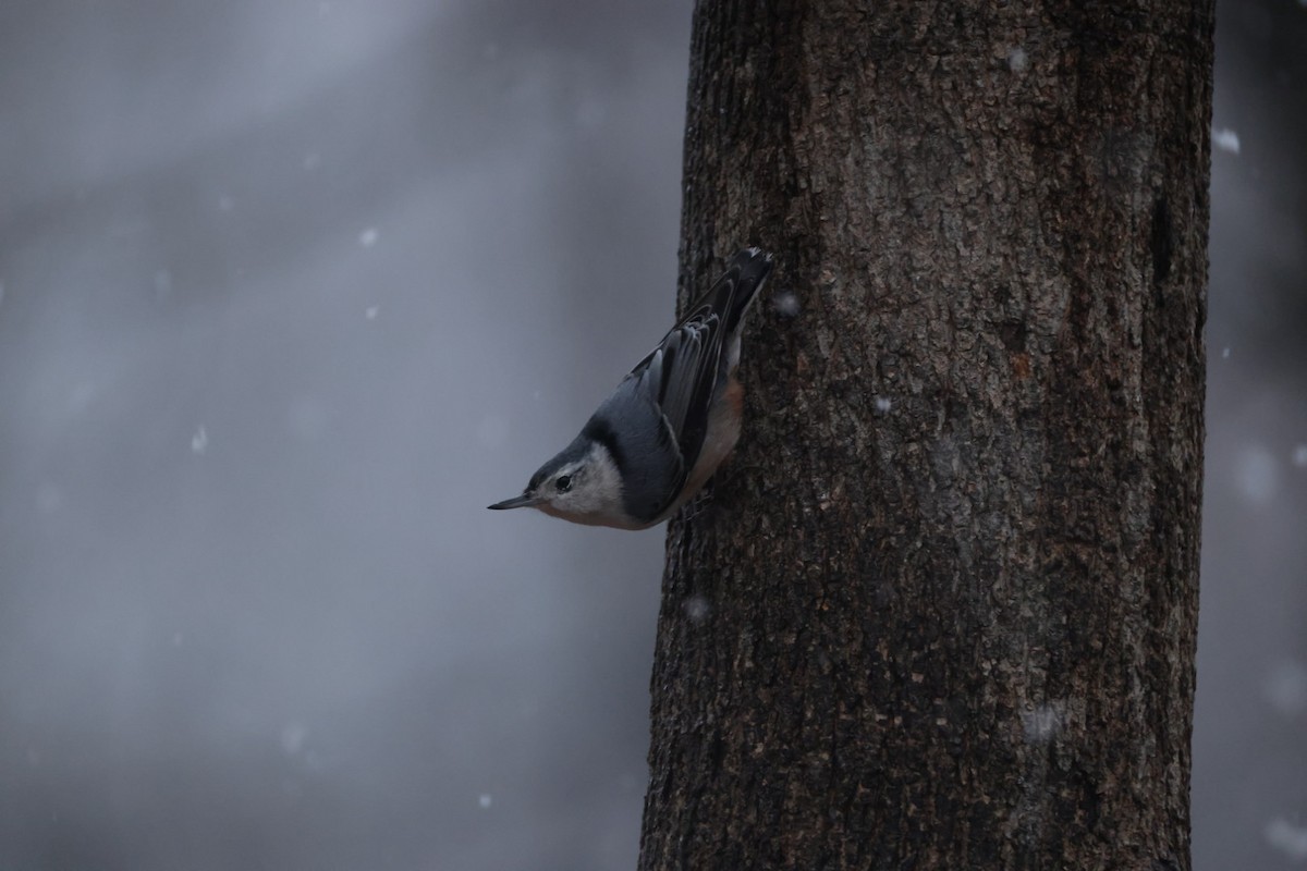 Weißbrustkleiber - ML647420517