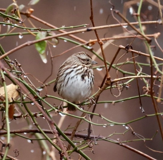 Song Sparrow - ML647420539