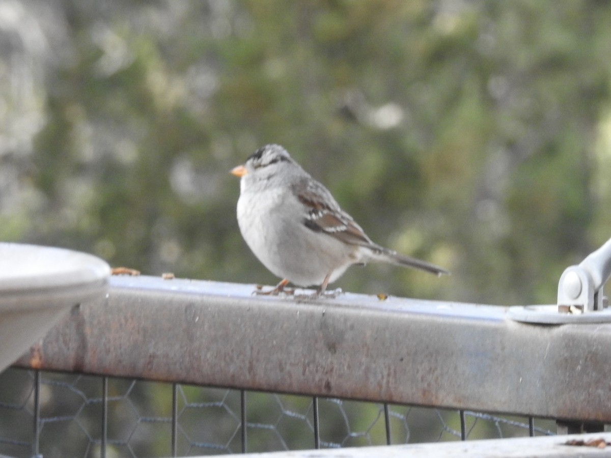 White-crowned Sparrow - ML647420544