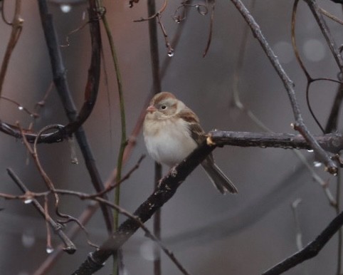 Field Sparrow - ML647420548