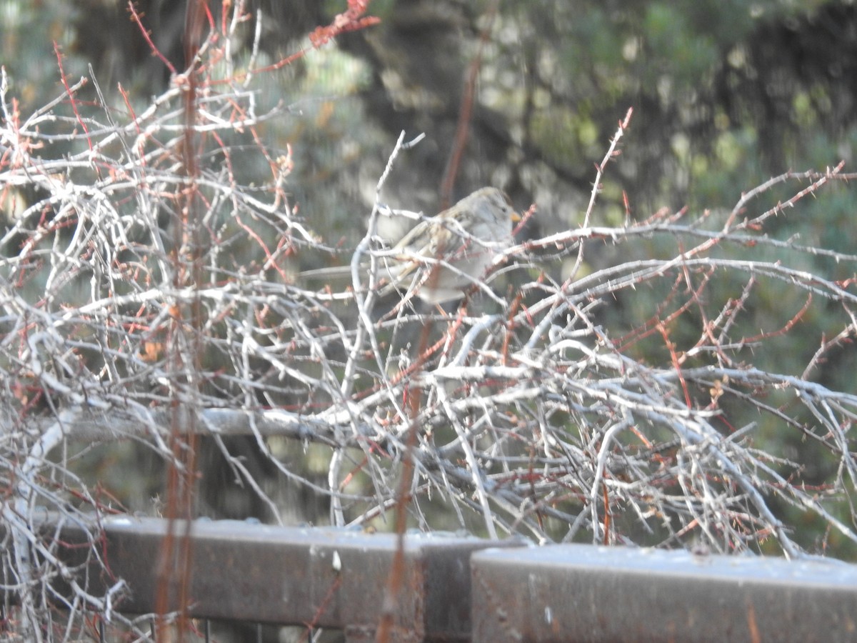 White-crowned Sparrow - ML647420549