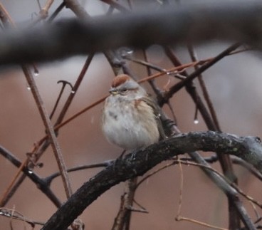 American Tree Sparrow - ML647420554