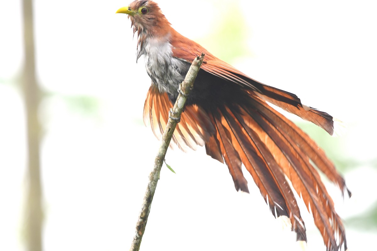 Common Squirrel-Cuckoo - ML647420563