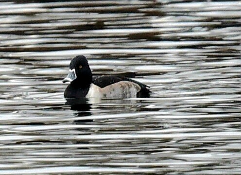 Ring-necked Duck - ML647420565