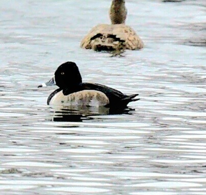 Ring-necked Duck - ML647420566