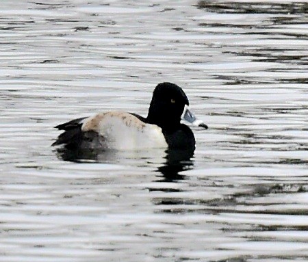 Ring-necked Duck - ML647420567