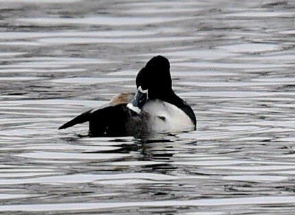 Ring-necked Duck - ML647420568