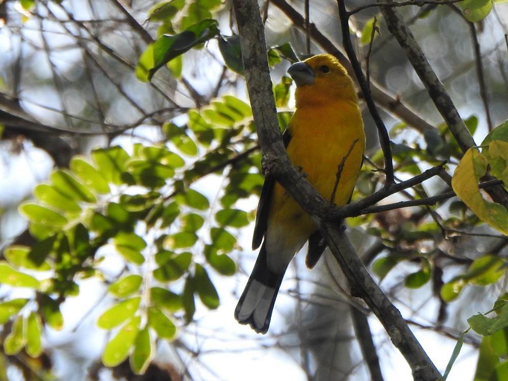 Golden Grosbeak - ML647420569