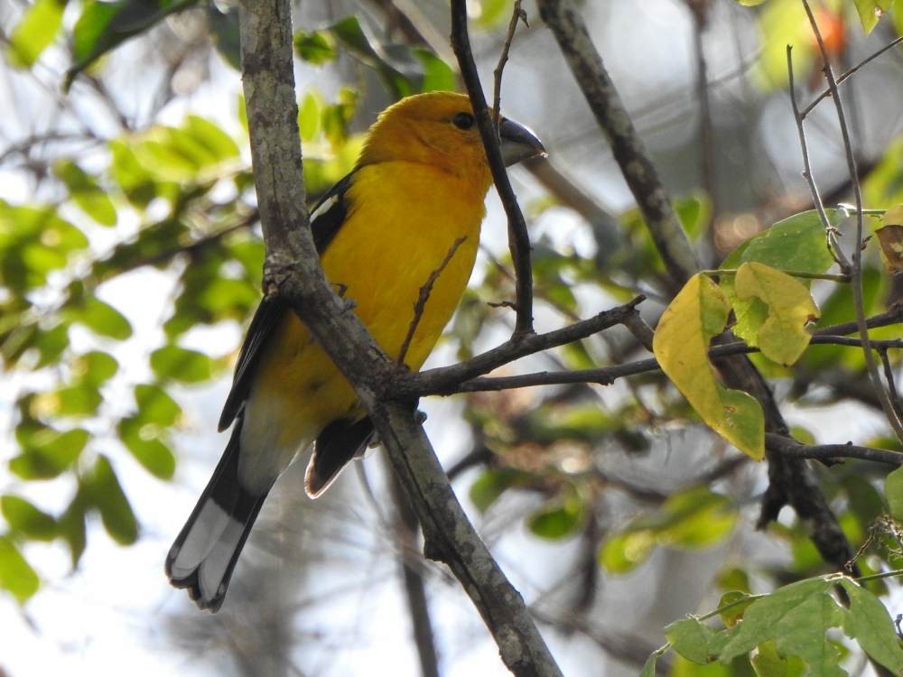 Golden Grosbeak - ML647420570
